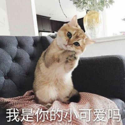 搞笑萌宠猫咪带字头像