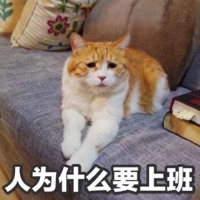 搞笑萌宠猫咪带字头像