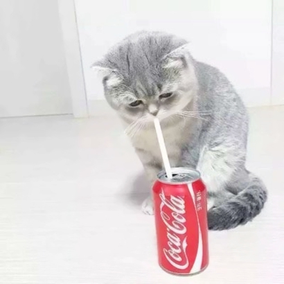 萌萌哒情侣猫猫头像