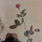微信高清有意境的玫瑰花头像图片