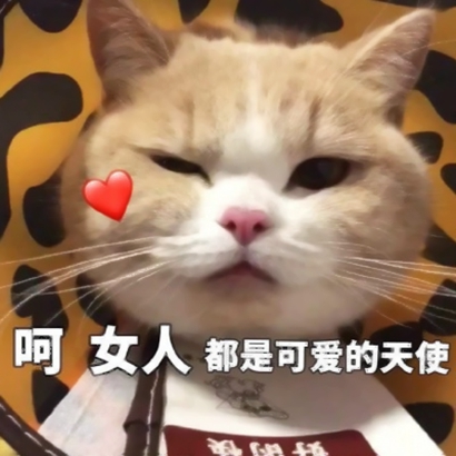 猫猫头像可爱