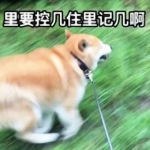 搞笑的沙雕动物情头可爱图片