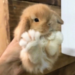 可爱真实的小兔子超级可爱
