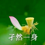 适合中老年微信头像荷花带字图片