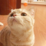 微信可爱的超萌猫咪高清头像图片
