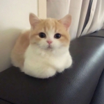 超萌的猫头像可爱微信高清头像图片
