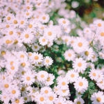 微信好看菊花微信风景头像图片