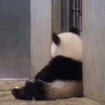 熊猫高清坐着的可爱背影头像图片