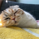 可爱超萌的猫咪情头一对两张高清图片