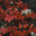 微信高清暗色调的清新花朵头像图片