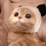 很萌好看高清的可爱猫咪头像图片
