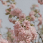 微信高清清新的浅粉色花头像图片