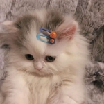 可爱的萌猫情头一对两张高清图片