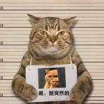 猫举牌子入狱高清恶搞的拍囚犯照片头像