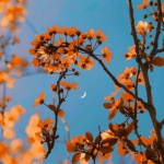 唯美花中月亮头像图片