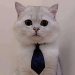 2024猫咪可爱很火的情头图片