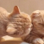 超甜双人猫咪高清超有爱的情头图片