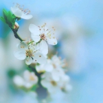 白色清新花朵高清头像图片