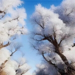 最适合微信的唯美雪景风景头像图片