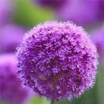 唯美紫色花朵高清微信头像图片下载
