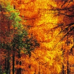 唯美秋天树叶风景头像图片